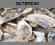 U.S. outbreak traced to oysters from Canada, Calif. and Oregon Affected