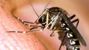 WEST NILE CRITTERS are BACK in Southeast Los Angeles County.