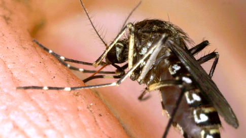 west nile virus mosquito