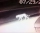 New ‘Enhanced’ Video Images of Norwalk ‘Lion’ Emerges, Published by HMG-CN