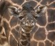 Giraffe Born at San Diego Zoo Gets a Name