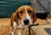 Rescue 4,000 Beagles! Animal Rescue Groups Across the U.S. Band Together to Save Dogs Bred for Research