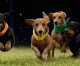 Wiener Dog Nationals At Los Alamitos Race Course Looking For ‘Fast’ Four-Legged Speedsters