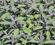 Grow Some Pain Relief in Gardens and Containers Grow Some Pain Relief in Gardens and Containers