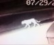 New ‘Enhanced’ Video Images of Norwalk ‘Lion’ Emerges, Published by HMG-CN New ‘Enhanced’ Video Images of Norwalk ‘Lion’ Emerges, Published by HMG-CN