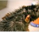 Vermin Infestation Halts Senior Food Program at Compton Neighborhood Center Vermin Infestation Halts Senior Food Program at Compton Neighborhood Center