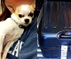 TSA: Chihuahua Climbs in Suitcase, Detected at Airport