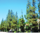 HMG-CN SPECIAL REPORT: Area Trees Harbor Life Threatening Fungus For Those With Compromised Immune Systems HMG-CN SPECIAL REPORT: Area Trees Harbor Life Threatening Fungus For Those With Compromised Immune Systems