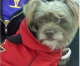 Lost Dog Found on Rosecrans in Norwalk Halloween Night