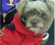 Lost Dog Found on Rosecrans in Norwalk Halloween Night Lost Dog Found on Rosecrans in Norwalk Halloween Night