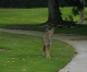 Coyotes Getting More Aggressive at Cerritos Park East Coyotes Getting More Aggressive at Cerritos Park East