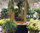 Santa Barbara International Orchid Show Assembles Global Experts Santa Barbara International Orchid Show Assembles Global Experts