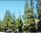 Cerritos Commission Will Meet to Discuss City’s Pine Tree Reforestation Plan  Cerritos Commission Will Meet to Discuss City’s Pine Tree Reforestation Plan