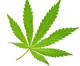 Pico Rivera Looking at Legalizing Cannabis Pico Rivera Looking at Legalizing Cannabis