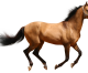 LASD ANNOUNCES OPENING OF LARGE ANIMAL EVACUATION CENTERS LASD ANNOUNCES OPENING OF LARGE ANIMAL EVACUATION CENTERS
