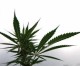 STATE FILES LAWSUIT TO ALLOW DELIVERIES IN CITIES THAT HAVE OUTLAWED CANNABIS STATE FILES LAWSUIT TO ALLOW DELIVERIES IN CITIES THAT HAVE OUTLAWED CANNABIS