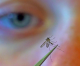 Disease-Carrying Mosquitoes Fly Free as Health Departments Focus on Coronavirus Disease-Carrying Mosquitoes Fly Free as Health Departments Focus on Coronavirus