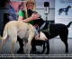 Finland deploys coronavirus-sniffing dogs at major airport