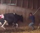 Cows Beaten and Trampled at Pico Rivera Company