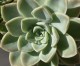 Succulent Sale at Bembridge House in Long Beach