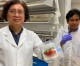 Scientists invent biodegradable bacteria-killing packaging