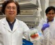 Scientists invent biodegradable bacteria-killing packaging Scientists invent biodegradable bacteria-killing packaging