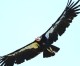LADWP wants to kill endangered California condors at wind farm