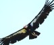 LADWP wants to kill endangered California condors at wind farm LADWP wants to kill endangered California condors at wind farm