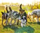 Pico Rivera Proposing Community Dog Park