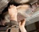 Artesia City Council Adopts Ordinance to Deter Catalytic Converter Theft Artesia City Council Adopts Ordinance to Deter Catalytic Converter Theft