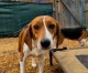 Rescue 4,000 Beagles! Animal Rescue Groups Across the U.S. Band Together to Save Dogs Bred for Research Rescue 4,000 Beagles! Animal Rescue Groups Across the U.S. Band Together to Save Dogs Bred for Research