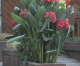 Brighten Any Space with Containers of Summer-Flowering Bulbs