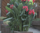 Brighten Any Space with Containers of Summer-Flowering Bulbs Brighten Any Space with Containers of Summer-Flowering Bulbs