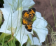 Reduce Maintenance and Boost Your Garden Enjoyment Reduce Maintenance and Boost Your Garden Enjoyment