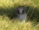 Monkeys Escape After Truck Overturns on Mississippi Highway Monkeys Escape After Truck Overturns on Mississippi Highway