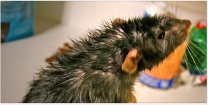 According to the Center for Disease Controls in Atlanta, rodents feed on debris, so it comes in contact with many diseases. Rodents are known vectors of more than 34 diseases, including the Plague, Salmonella, and Rabies.