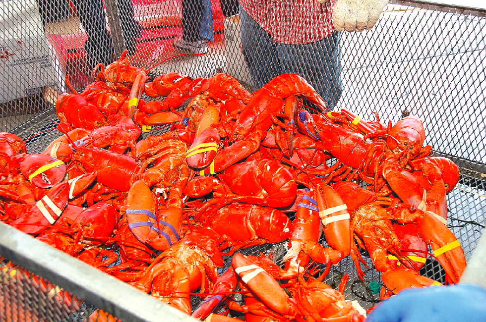 ORIGINAL LOBSTER FESTIVAL COMING TO LONG BEACH SEPT. 68 Cerritos
