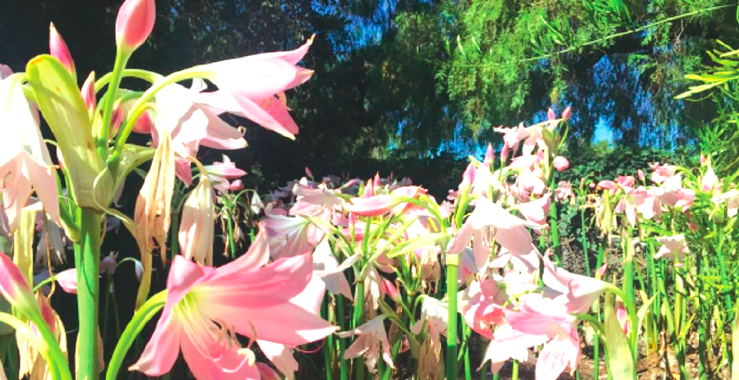 rancho gardens